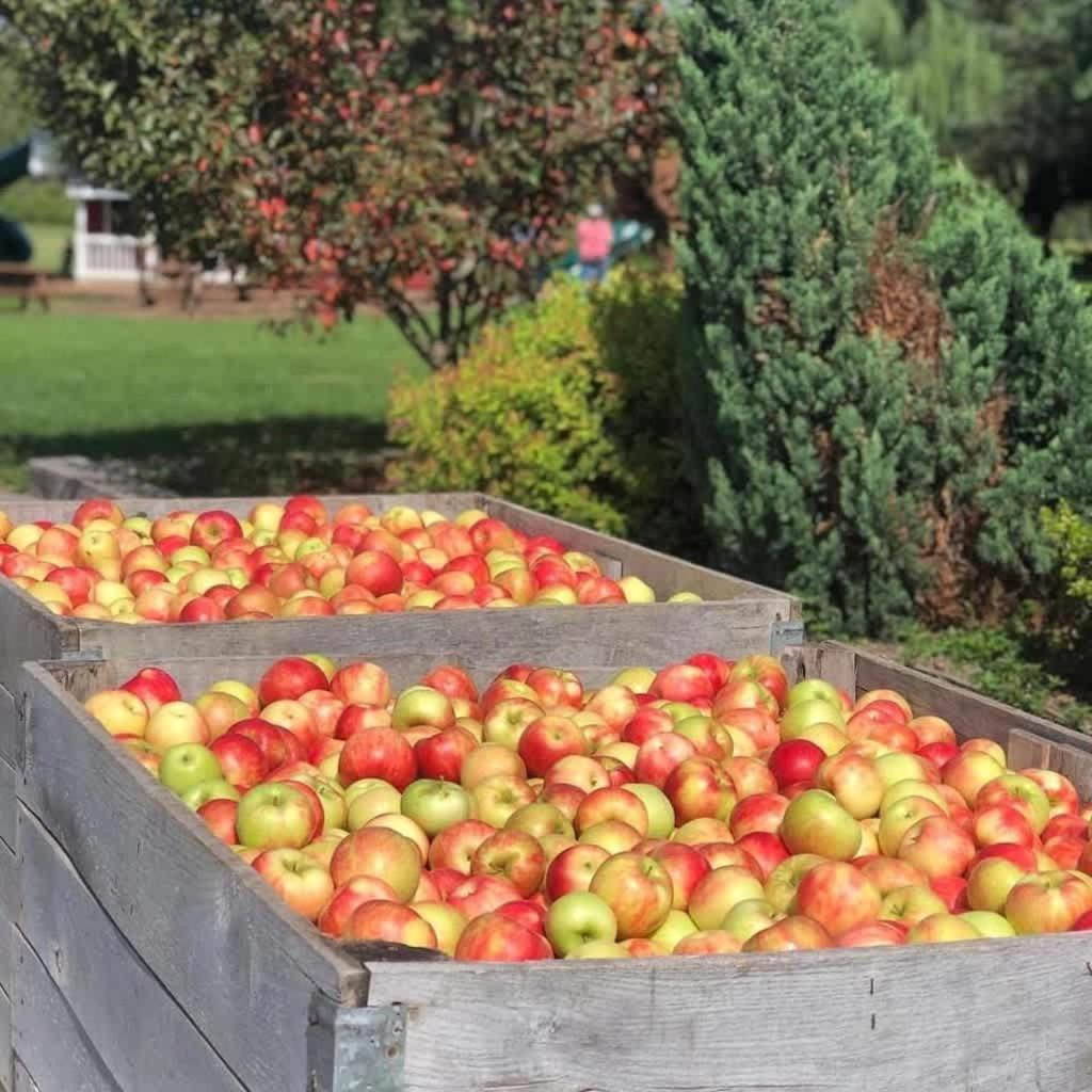 The Cortland Cottage At Brant'S Apple Orchard Ashtabula Eksteriør bilde